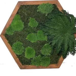 Hatszögletű élő moha kép növényekkel - moha hexagon