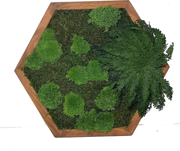 Moosbild Hexagon mit Moos und Pflanzen Hatszögletű élő moha kép növényekkel - moha hexagon