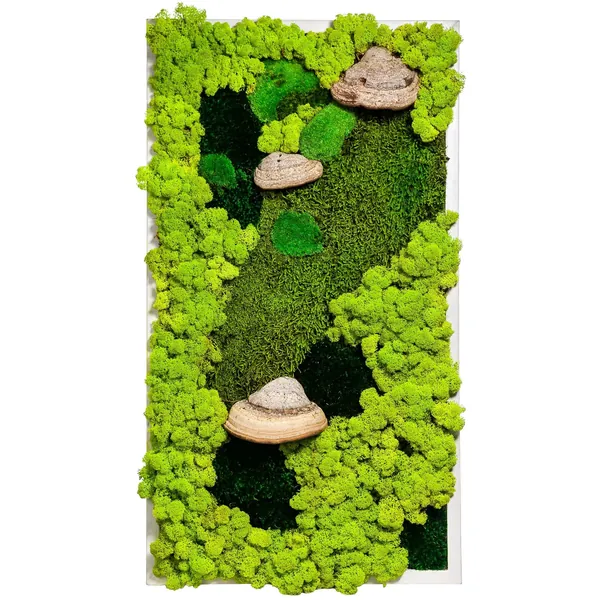 Moosbild mit Moos und Zunderpilz Mohakép bükkfataplóval és vegyes mohával