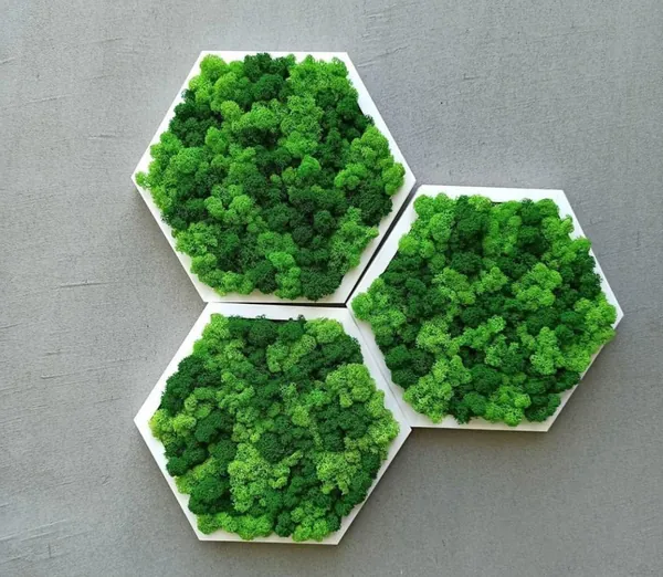 Moosbild Hexagon mit Islandmoos Hatszögletű mohakép izlandi zuzmóval