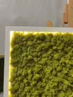 Mohakép izlandi zuzmóval és LED világítással