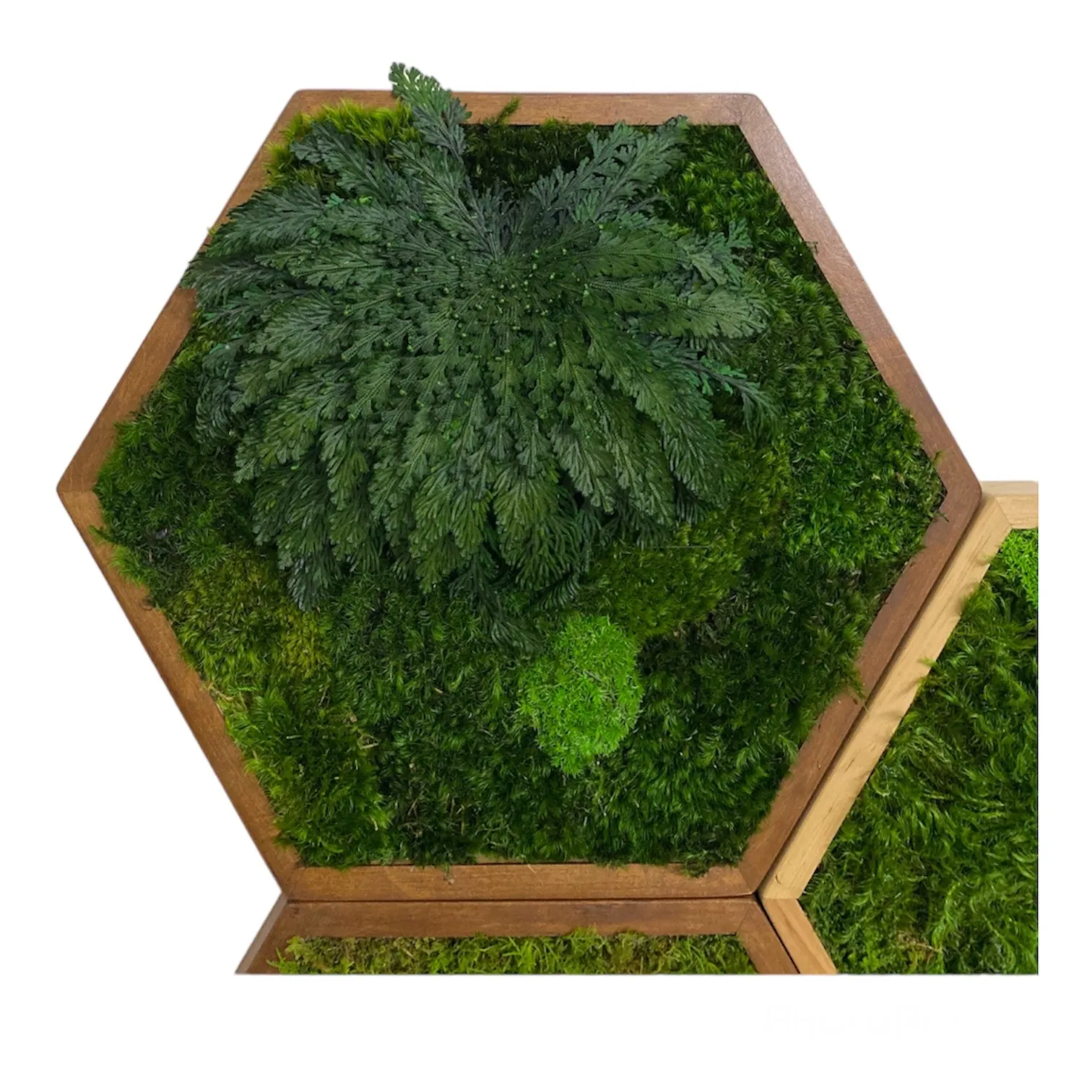Moosbild Hexagon mit Moos und Rose von Jericho Hatszögletű mohakép jerikói rózsával