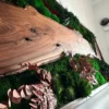 Moosbild mit Holz – Walnuss Waldlandschaft Élő moha kép fával – diófa erdei tájkép