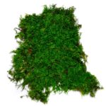 Páfránymoha dekoratív moha 2,5 kg