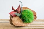 Kókuszdió gömbmohával és tartósított növényekkel modern belső térben.