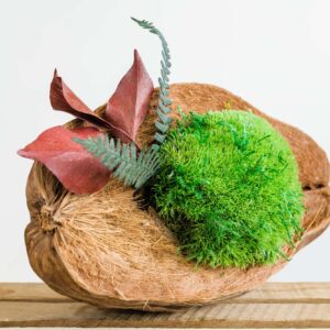 Kókuszdió gömbmohával és tartósított növényekkel. 2 db-os szett.