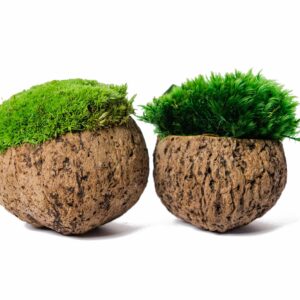 Két dekoratív kókuszdió héj tartósított mohával megtöltve, fehér háttér előtt.