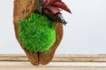 Kókuszdió gömbmohával és tartósított növényekkel közelről.