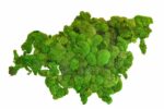 Gömbmoha világtérkép – Kontinensek