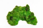 Gömbmoha világtérkép – Kontinensek részlet