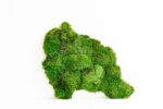 Gömbmoha világtérkép – Kontinensek elölnézet
