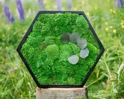 Othon 9 Moosbild Hexagon