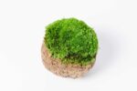 Kókuszdió gömbmohával és provence-i mohával 2 db-os szett