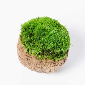 Kókuszdió gömbmohával és provence-i mohával 2 db-os szett