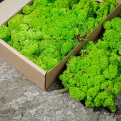 Tartósított moha anyagok prémium minőségben