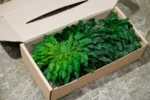 Tartósított Jerikó rózsája – dekoráció