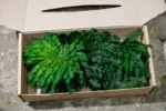 Tartósított Jerikó rózsája – dekoráció