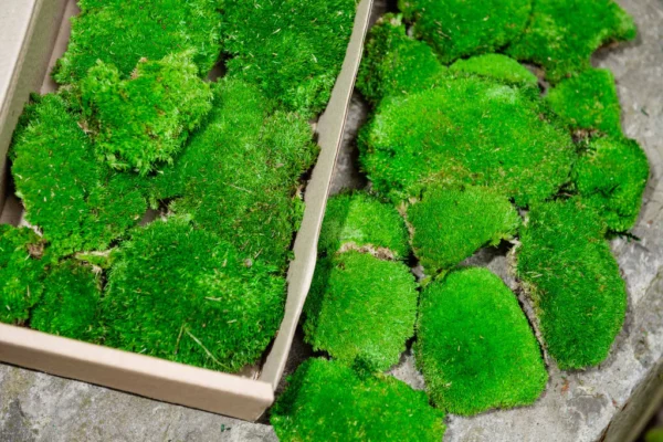 Gömbmoha dekoratív moha XXL méretben