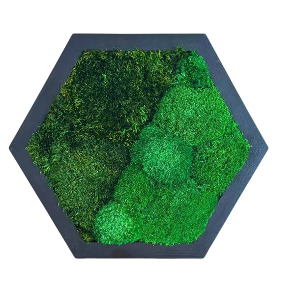 Boll-and-Provence-moss_result Hatszögletű mohakép gömbmohával és lapos mohával zöld árnyalatokban, sötétbarna fa keretben.