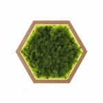 Hatszögletű mohakép zöld izlandi zuzmóból, fa keretben, LED világítással