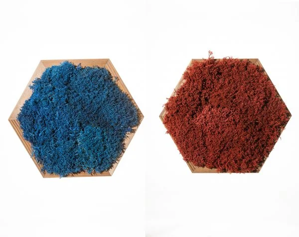 Hexagon-met-rendiermos-600x477.jpg Két hatszögletű mohakép színes izlandi zuzmóval, fa keretben, fehér háttér előtt.