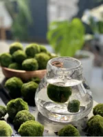 Marimo akváriumi mohagolyó bemutatása