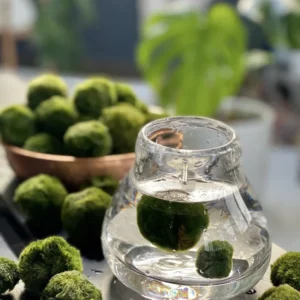 Marimo akváriumi mohagolyó bemutatása