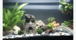 Marimo akváriumi mohagolyók az akváriumban