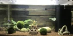 Marimo mohagolyó garnélás akváriumban