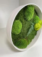Kerek élő moha kép páfránnyal és vegyes mohával