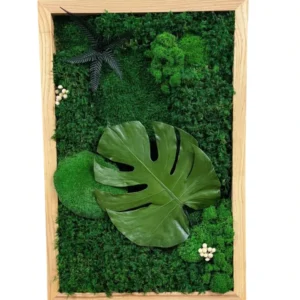 Monstera élő moha kép valódi mohából és növényekből, könnyezőpálma levéllel, fa keretben.