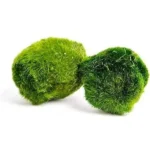 Marimo mohagolyó – Aegagropila linnaei mohagolyók 2–3 cm