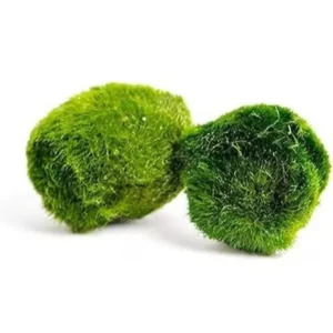 Marimo mohagolyó – Aegagropila linnaei mohagolyók 2–3 cm