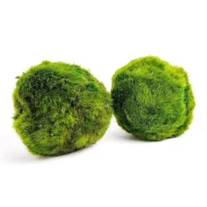 Akváriumi mohagolyó – Marimo Aegagropila linnaei 3–4 cm