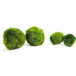 Marimo akváriumi mohagolyó 4–5 cm