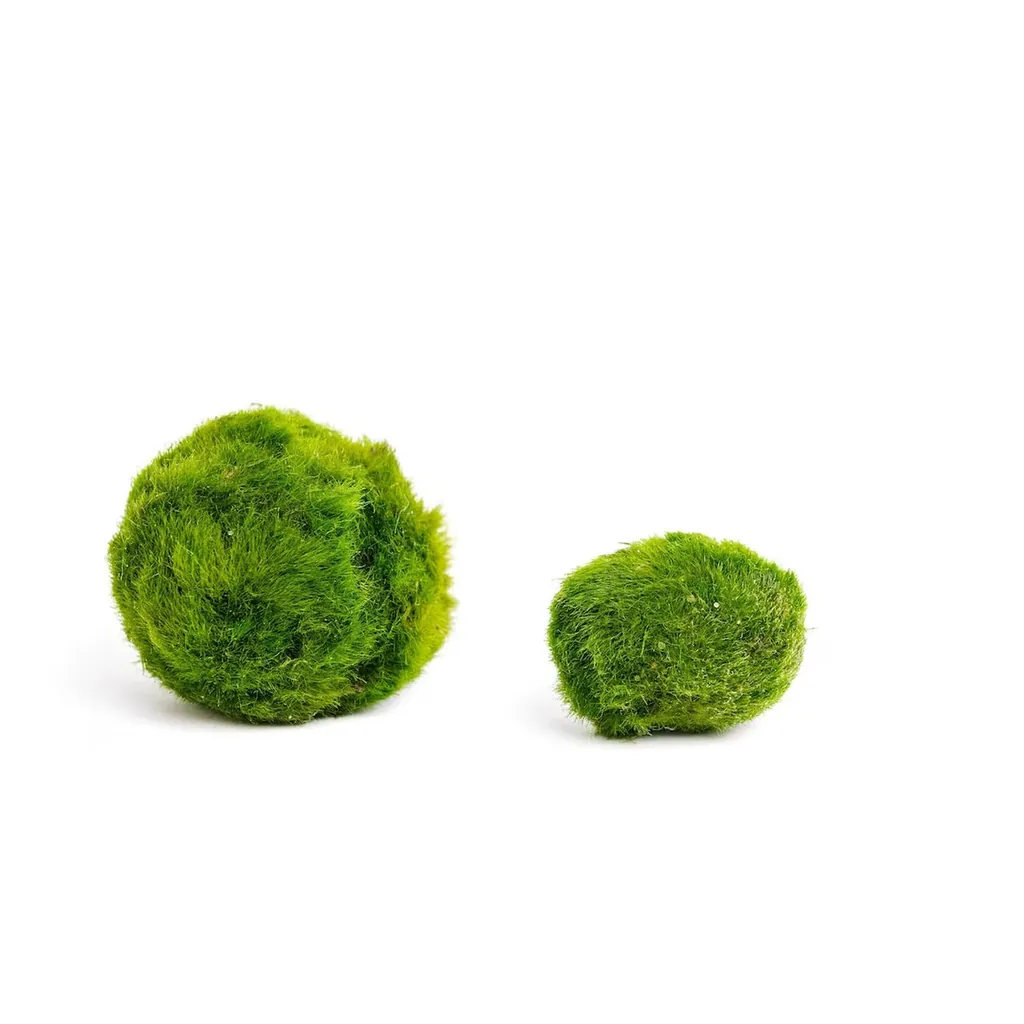 Moss-Bolls-fon Akváriumi mohagolyó méretek 1-10 cm