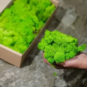 DIY - Csináld magad mohakép alkotás