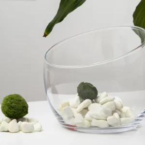Marimo akváriumi mohagolyók