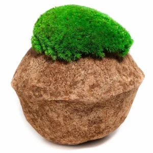 Kókuszdió gömbmohával. 2 db-os szett 10x5cm