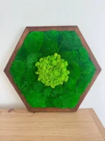 Hexagon mohakép barna fa keretben, zöld gömbmohával és izlandi zuzmóval, falnak támasztva.